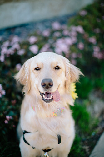 Flora
